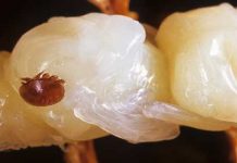 Νέο σκεύασμα για την αντιμετώπιση της Βαρρόα