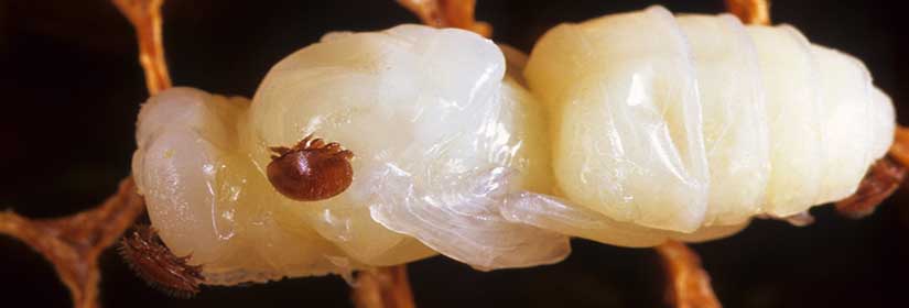 neo-skeuasma-varroa-varromed