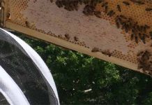 Αιτήσεις Μελισσοκόμων για τα Επιδοτούμενα Προγράμματα (2017-2019)