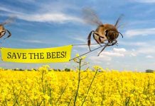 10 Πράγματα που μπορείς να κάνεις για να βοηθήσεις τις μέλισσες