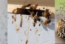 Σιρόπι με θυμόλη για την νοζεμίαση