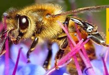 1ο Μελισσοκομικό – Περιβαλλοντικό Συνέδριο Σαρωνικού (12-16 Δεκεμβρίου 2016)