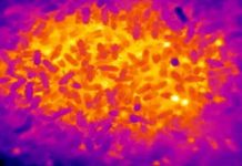 Δείτε τι συμβαίνει στο εσωτερικό της κυψέλης χρησιμοποιώντας θερμική κάμερα (Βίντεο)