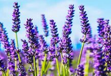 Αξιοποίηση αρωματικών φυτών – ΛΕΒΑΝΤΑ