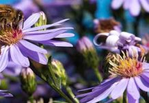 Μέλισσες: Εφευρετικές, Σοφές, Καθαρές με Υψηλό Επίπεδο Νοημοσύνης!