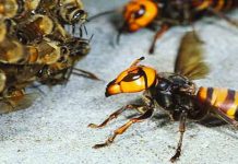 Μέλισσες «ψήνουν» ζωντανή μια γιγαντιαία σφήκα (Video)