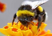 Οι μέλισσες είναι επιλεκτικοί καλοφαγάδες