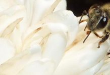 Και οι μέλισσες πίνουν το… καφεδάκι τους