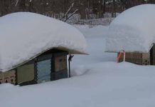 Τι κάνουν οι μέλισσες τον χειμώνα;