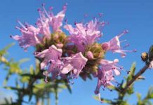 Η μελισσοκομική χλωρίδα της Λήμνου