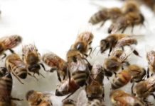 Μελέτη για την επίδραση διαφόρων ειδών τροφοδοσίας στην ζωή των χειμωνιάτικων μελισσιών