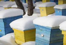 Απλές Χειμωνιάτικες Επιθεωρήσεις