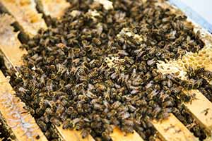 beez