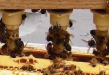 Διημερίδα Μελισσοκομίας από τον Σύλλογο Μελισσοκόμων Καρδίτσας