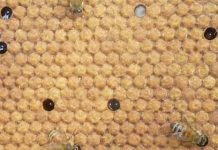 Εξυγιαντική Συμπεριφορά Μελισσών: Επιλογή καλύτερου γενετικού υλικού.