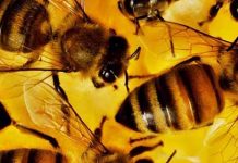 Ημερίδα στον Δήμο Πύλης Ν.Τρικάλων για τον δασικό πλούτο και την μελισσοκομία