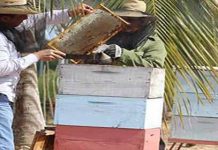 Το εμπάργκο έσωσε το μέλι της Κούβας