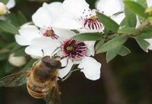 Ο πόλεμος του μελιού. Οι σκοτεινές πτυχές της βιομηχανίας μελιού πίσω απ’ το Manuka!