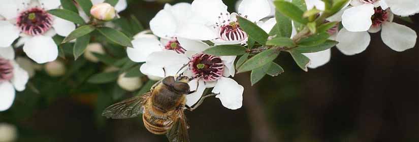 manuka-meli