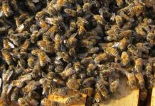 Η ιδιότητα της ομοιόστασης