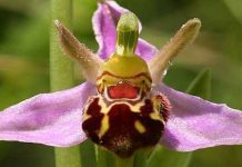 Ορχιδέα Μέλισσα .. η ?¨"ακαταμάχητη για τα αρσενικά έντομα ..