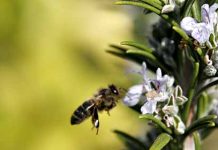 Αξιοποίηση αρωματικών φυτών: ΔΕΝΔΡΟΛΙΒΑΝΟ