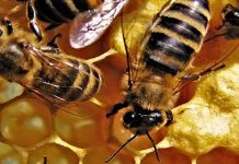 Κομοτηνή: Στρες και ανομβρία αποδεκάτισαν τις μέλισσες