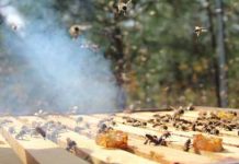 Επισκόπηση του Μελισσοκομικού τομέα της ΕΕ (2015)