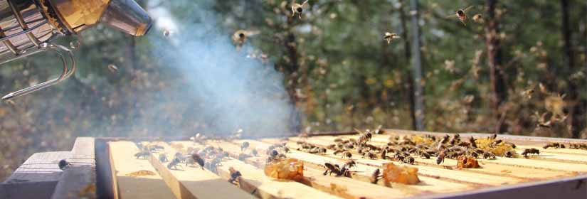 melissokomia-stin-europi-ee