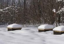 Μελισσοκομικοί χειρισμοί Ιανουαρίου