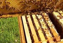 Σεμινάριο Μελισσοκομίας από το Μελισσοκομικό Σύλλογο Ρόδου