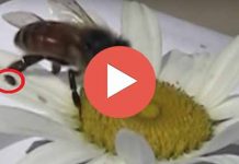 Βαρρόα επάνω σε λουλούδι μεταπηδά σε μια συλλέκτρια μέλισσα (Βίντεο)