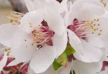 Χειμώνας – Εκμετάλλευση πρώιμων ανθοφοριών