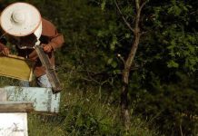 Εβρος: Τεράστιες απώλειες για τους μελισσοκόμους από την παρατεταμένη ξηρασία και παγωνιά