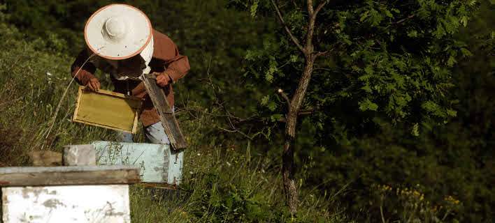 apoleies-melissokomoi-evrou