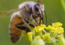 Σύγκρουση Bayer – ΕΕ για τις μέλισσες