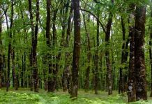 Σοφία Γούναρη: Άναρχη οικιστική επέκταση, ανεξέλεγκτη κτηνοτροφία και πυρκαγιές περιορίζουν την ελληνική μελισσοκομία