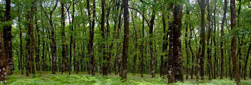 dashka-oikosistimata