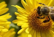 Η συμπεριφορά στις γυρεοσυλλέκτριες και νεκταροσυλλέκτριες μέλισσες