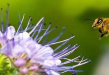 Μέλισσα και Περιβάλλον : Μια άρρηκτη σχέση