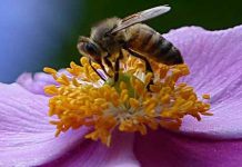 Πως οι μέλισσες έλκονται από τα φυτά