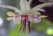 Οι προμήθειες σοκολάτας και καφέ κινδυνεύουν λόγω της μείωσης του πληθυσμού των επικονιαστών