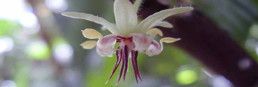 melisses-kakaodentro