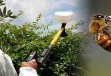 Η Ευρώπη καλείται να επεκτείνει την απαγόρευση φυτοφαρμάκων για την προστασία των μελισσών