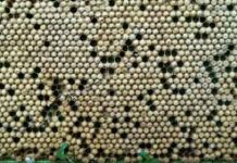 Περιορισμός της Βαρρόα με αφαίρεση κηφηνόγονου