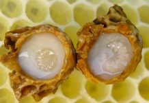 Βασιλικός πολτός