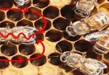 Η «γλώσσα» των μελισσών