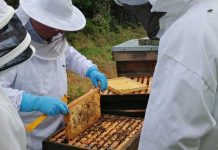 Δωρεάν σεμινάριο μελισσοκομίας στην Κω