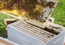 Ενισχύσεις Μελισσοκομικών Συνεταιρισμών των μικρών νησιών του Αιγαίου