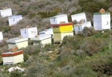 Μεσσηνία: Κάθειρξη 8 χρόνων για κλοπή μελισσών